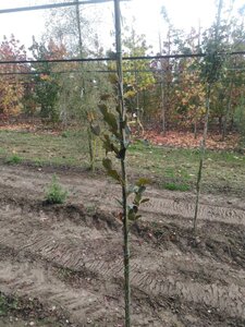 Fagus syl. 'Dawyck Purple' 150-175 cm met kluit geveerd - afbeelding 3