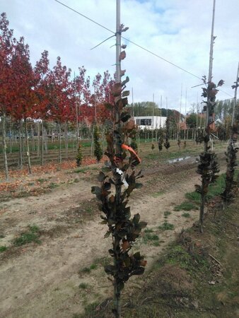 Fagus syl. 'Dawyck Purple' 175-200 cm met kluit geveerd met stok - afbeelding 1