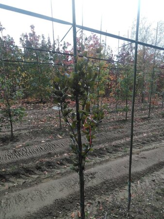 Fagus syl. 'Dawyck Purple' 175-200 cm met kluit geveerd met stok - afbeelding 4
