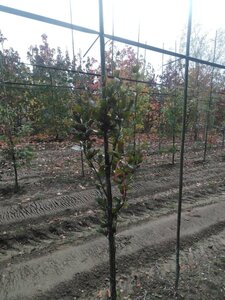 Fagus syl. 'Dawyck Purple' 175-200 cm met kluit geveerd met stok - afbeelding 4