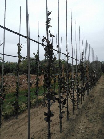 Fagus syl. 'Dawyck Purple' 250-300 cm met kluit geveerd