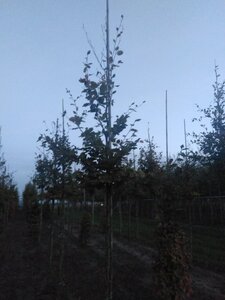 Fagus sylvatica 10-12 Hoogstam wortelgoed - afbeelding 2