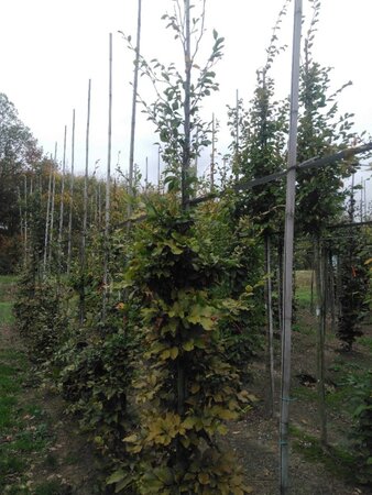 Fagus sylvatica 10-12 cm wortelgoed geveerd - afbeelding 3
