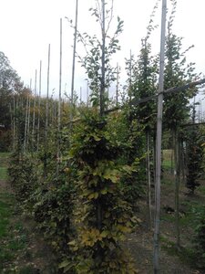 Fagus sylvatica 10-12 cm wortelgoed geveerd - afbeelding 3