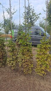 Fagus sylvatica 175-200 cm wortelgoed geveerd - afbeelding 1