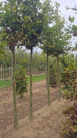 Fagus sylvatica 18-20 Hoogstam draadkluit 3 X verplant - afbeelding 1