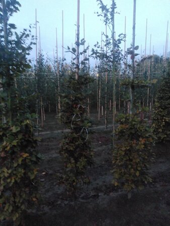 Fagus sylvatica 200-250 cm wortelgoed geveerd - afbeelding 4