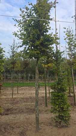 Fagus sylvatica 20-25 Hoogstam draadkluit 3 X verplant - afbeelding 2