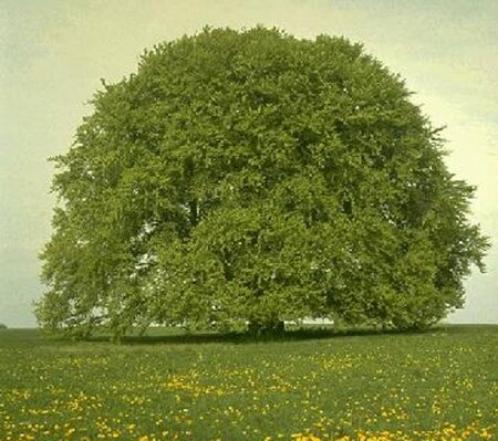 Fagus sylvatica 20-25 Hoogstam draadkluit 3 X verplant - afbeelding 6