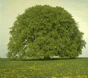 Fagus sylvatica 20-25 Hoogstam draadkluit 3 X verplant - afbeelding 6