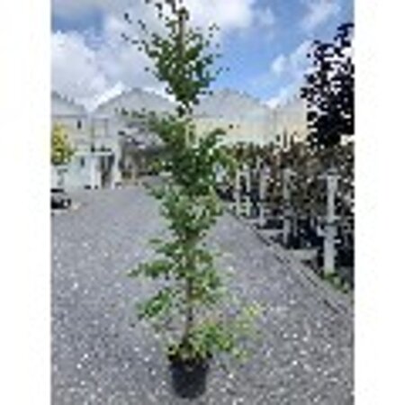 Fagus sylvatica 20-25 Hoogstam draadkluit 3 X verplant - afbeelding 8