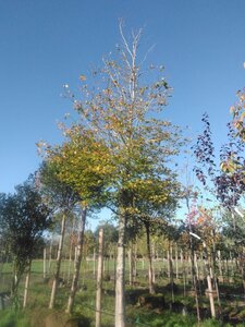 Fagus sylvatica 45-50 Hoogstam draadkluit 4 X verplant
