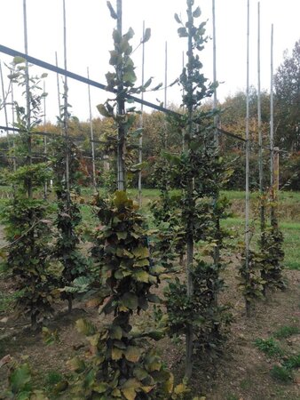 Fagus sylvatica 6-8 cm wortelgoed geveerd - afbeelding 5