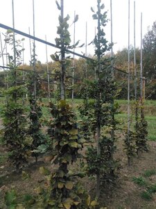 Fagus sylvatica 6-8 cm wortelgoed geveerd - afbeelding 5