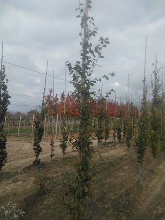 Fagus sylvatica 6-8 cm wortelgoed geveerd - afbeelding 2
