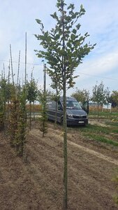 Fagus sylvatica 8-10 Hoogstam wortelgoed - afbeelding 1