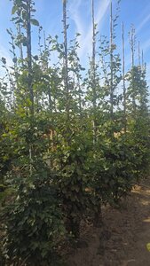 Fagus sylvatica 8-10 cm wortelgoed geveerd - afbeelding 1