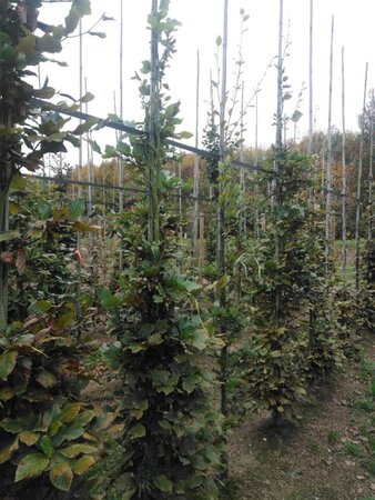 Fagus sylvatica 8-10 cm wortelgoed geveerd - afbeelding 4