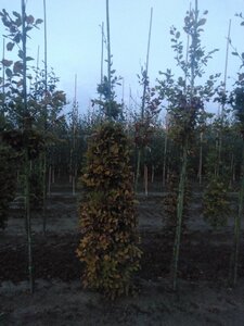 Fagus sylvatica 8-10 cm wortelgoed geveerd - afbeelding 6