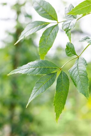 Fraxinus e. 'Altena' 10-12 Hoogstam wortelgoed - afbeelding 1
