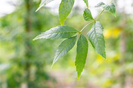 Fraxinus e. 'Altena' 10-12 Hoogstam wortelgoed - afbeelding 3