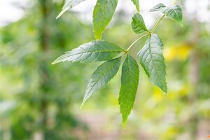 Fraxinus e. 'Altena' 25-30 Hoogstam draadkluit 3 X verplant - afbeelding 3