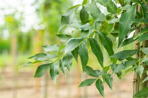 Fraxinus e. 'Westhof's Glorie' 16-18 STA WRB 3 X V