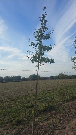 Ginkgo biloba 10-12 Hoogstam met kluit - afbeelding 1