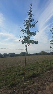 Ginkgo biloba 10-12 Hoogstam met kluit - afbeelding 1