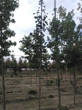 Ginkgo biloba 10-12 STA RB - image 5