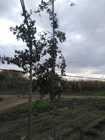 Ginkgo biloba 10-12 STA RB - image 4
