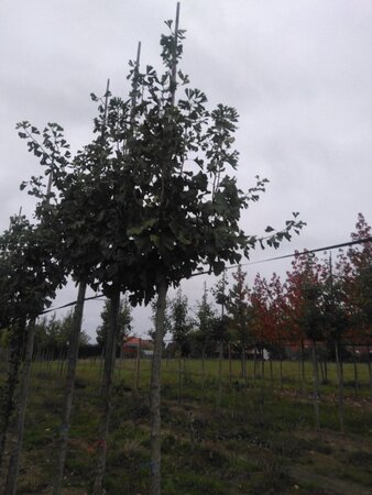 Ginkgo biloba 14-16 Hoogstam draadkluit 2 X verplant - afbeelding 2