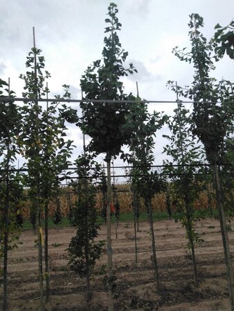 Ginkgo biloba 14-16 Hoogstam draadkluit 2 X verplant - afbeelding 1