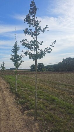 Ginkgo biloba 16-18 Hoogstam draadkluit 3 X verplant - afbeelding 1