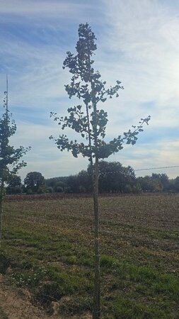 Ginkgo biloba 16-18 Hoogstam draadkluit 3 X verplant - afbeelding 2
