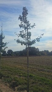 Ginkgo biloba 16-18 Hoogstam draadkluit 3 X verplant - afbeelding 2