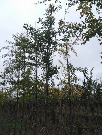 Ginkgo biloba 16-18 STA WRB 3 X V - image 3