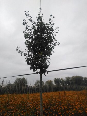 Ginkgo biloba 18-20 STA WRB 3 X V - image 2