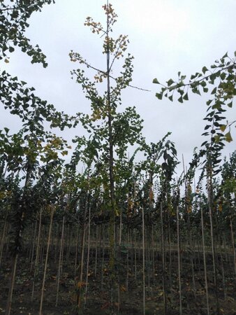 Ginkgo biloba 18-20 STA WRB 3 X V - image 3