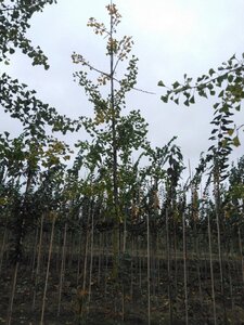 Ginkgo biloba 18-20 STA WRB 3 X V - image 3
