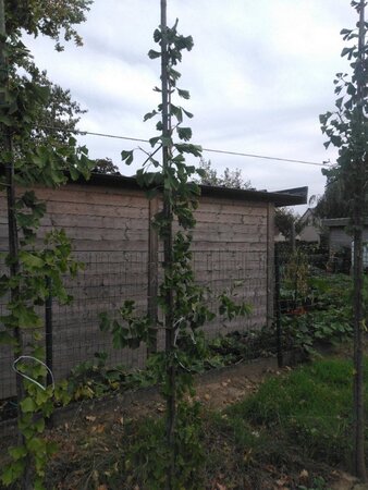 Ginkgo biloba 200-250 cm met kluit geveerd