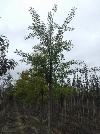 Ginkgo biloba 20-25 Hoogstam draadkluit 3 X verplant - afbeelding 2