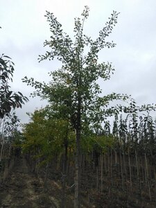Ginkgo biloba 20-25 Hoogstam draadkluit 3 X verplant - afbeelding 2