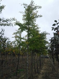 Ginkgo biloba 25-30 Hoogstam draadkluit 3 X verplant - afbeelding 2