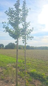 Ginkgo biloba 6-8 STA RB