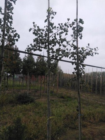 Ginkgo biloba 8-10 STA4 WRB