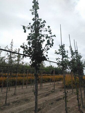 Ginkgo biloba 8-10 STA4 RB - image 6