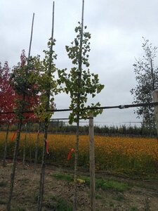 Ginkgo biloba 8-10 STA4 RB - image 7