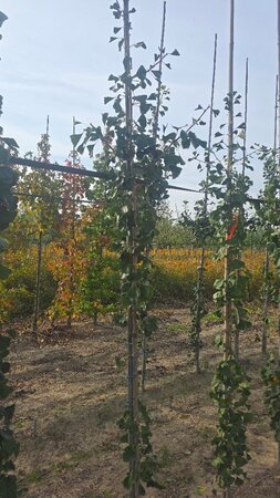 Ginkgo bil. 'Princeton Sentry' 6-8 cm met kluit geveerd