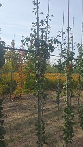 Ginkgo bil. 'Princeton Sentry' 6-8 cm met kluit geveerd